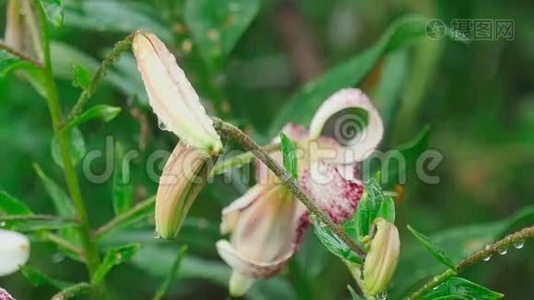 老虎百合花和花蕾视频