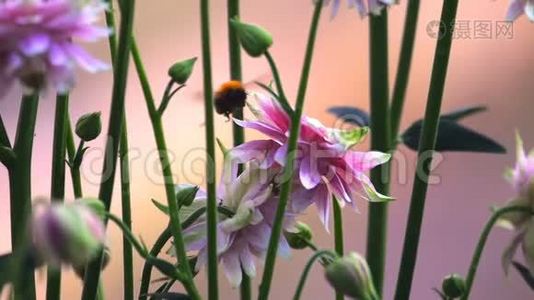 大黄蜂在粉红色的装饰性阿奎利加花视频