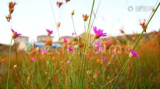 紫罗兰色的小野花在风的特写镜头中摇摆。视频