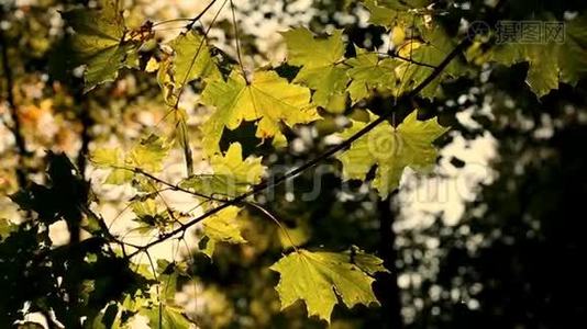 五彩缤纷的秋叶在风中，萼片色调视频