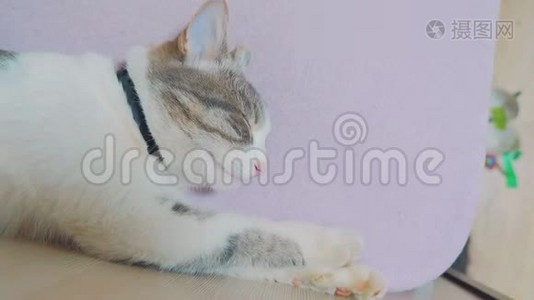 有趣的视频猫在睡觉。 猫睡在床上，睡在床上的生活方式使脚撅起。 灰色白猫视频