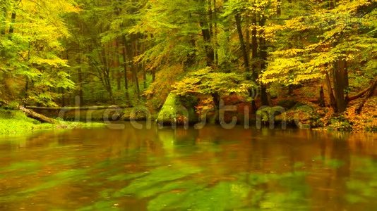 秋天的河岸上有橘黄色的山毛榉叶。水面上树枝上的新鲜绿叶使人倒影。雨夜视频