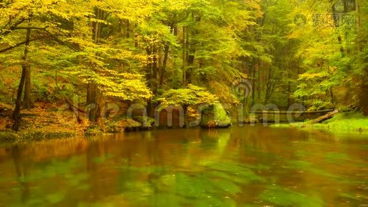 秋天的河岸上有橘黄色的山毛榉叶。水面上树枝上的新鲜绿叶使人倒影。雨夜视频