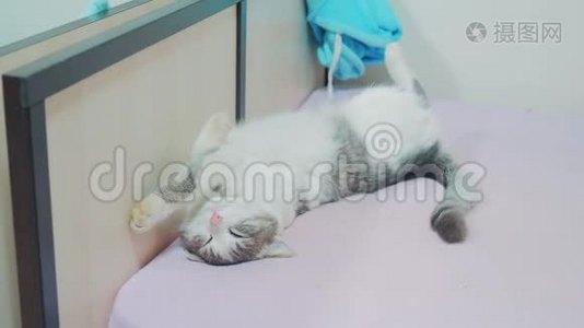 有趣的视频猫在睡觉。猫睡在床上，仰卧着双脚。灰白色的猫在睡觉视频