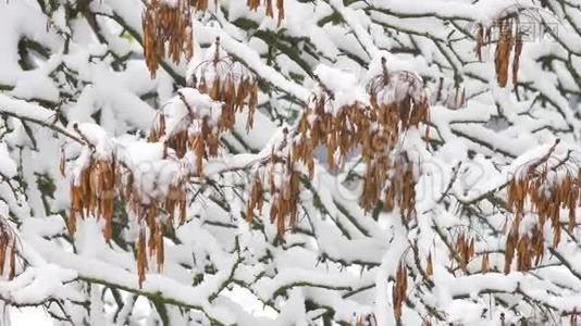 大雪后枫叶迎风特写的大自然美景。美丽的雪景视频