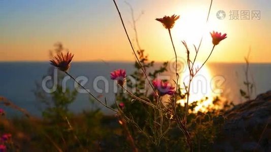 在风中闪烁着野花，在宁静的大海上映衬着金色的夕阳。视频