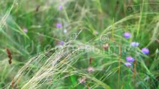羽毛-草在风中闪烁，模糊的背景上的紫罗兰小花视频