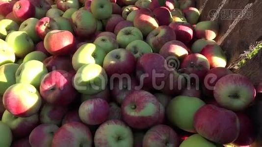 秋天在种植园室外的木箱里放苹果水果。 4K视频