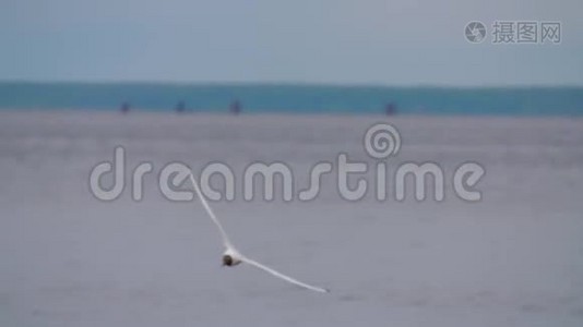 很多海鸥在镜头附近缓慢飞行视频