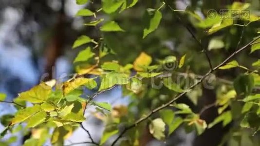 树叶视频