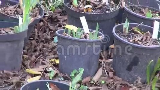 花园中塑料盆中的鸢尾和其他植物视频