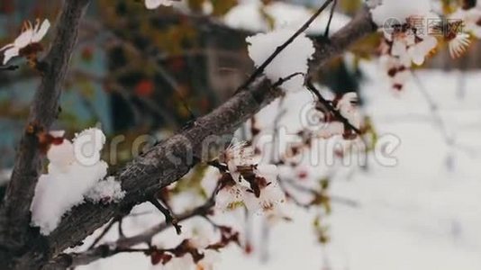 春天开花苹果树枝在雪地里视频