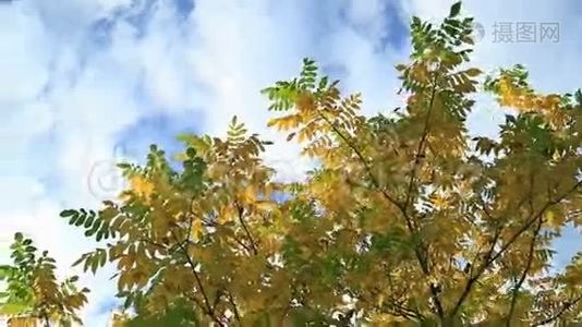 美丽的Autum叶子对天空视频