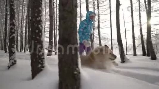 壮观的慢动作接近女人和狗跑。 基本上是腿。 金毛猎犬。视频