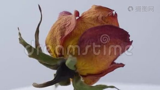 在白色背景上旋转的干玫瑰的特写镜头视频