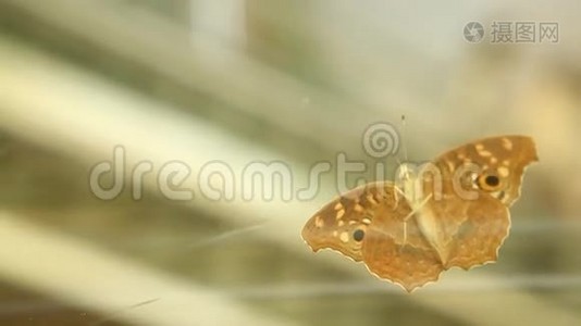 蝴蝶在玻璃宏上拍摄视频