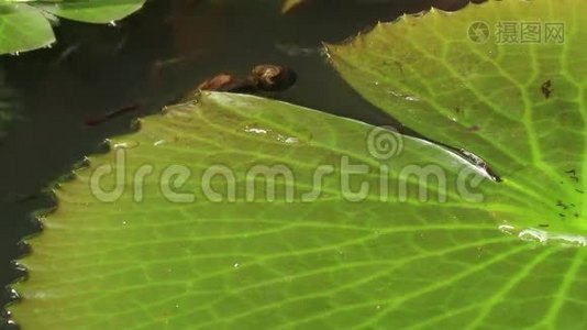 亚洲池塘里的宏ECU睡莲垫，小鱼在水面下啃食视频