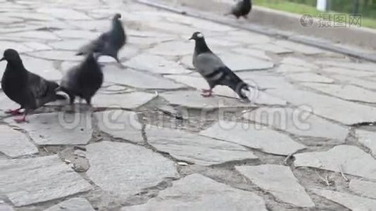 灰鸽子走在人行道上，啄食食物视频