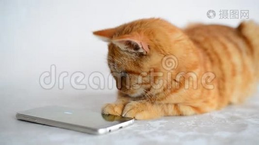 红发小猫在智能手机上玩电脑游戏鼠标视频