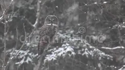 一只巨大的灰枭，一只在雪地里的箭视频