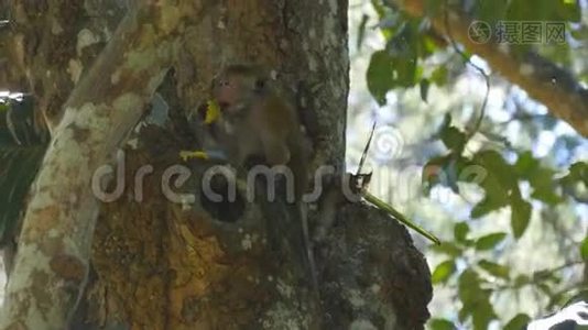 猴子在热带公园吃新鲜水果。 斯里兰卡的Vertet。 关门视频