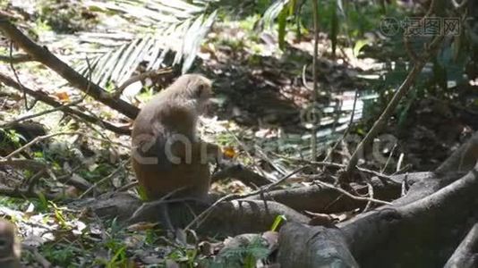 猴子在热带公园吃新鲜水果。 斯里兰卡的Vertet。 关门视频