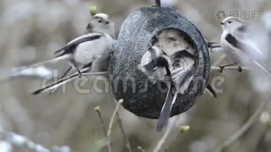 长尾在冬季在鸟类饲养器上寻找种子。 椰子视频