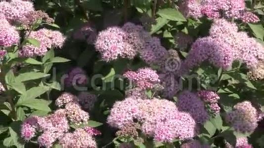 紫花粉视频