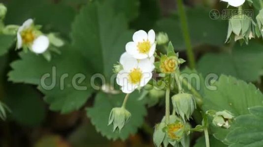 花园里第一朵白色的小草莓花。 布什盛开的草莓近景视频