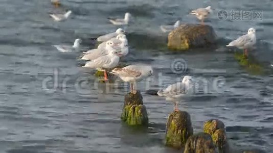 海鸥在防波堤上休息视频