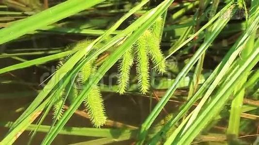 水生植物视频