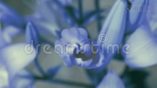 蓝色百合花盛开，开它的花.. 史诗般的时间流逝。 奇妙的大自然。 未来世界视频