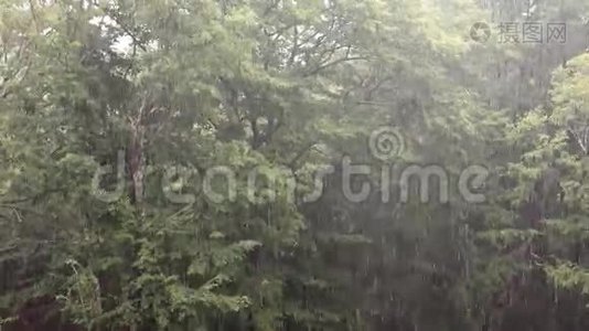 热带暴雨，有橡树林背景.. 包括原声..视频