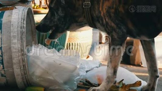 一只孤独的流浪狗在垃圾桶里寻找食物，垃圾桶里堆满了包裹和食物视频