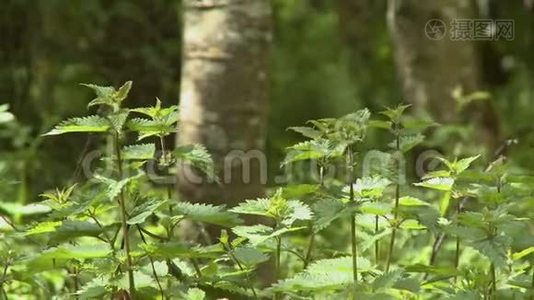 森林中的植物和杂草视频