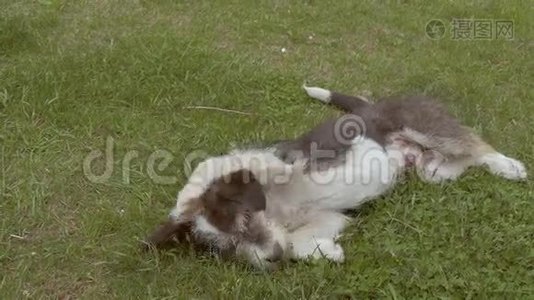 有趣的狗躺在他的背部慢动作视频视频