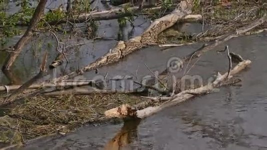 漂流木躺在水里慢动作视频视频