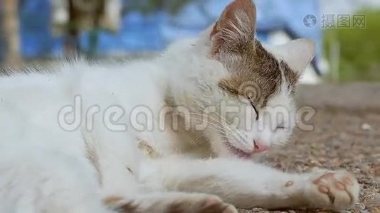 白猫舔爪子慢动作视频视频