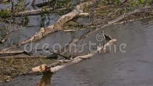 河水中的死树慢动作视频视频