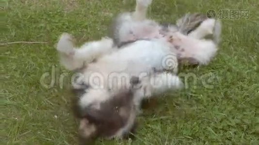 骑在草地上的狗慢动作视频视频