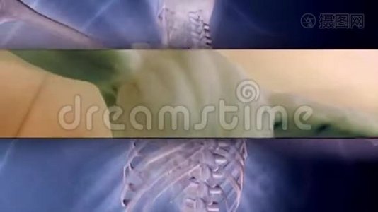 人体解剖x射线医学视频