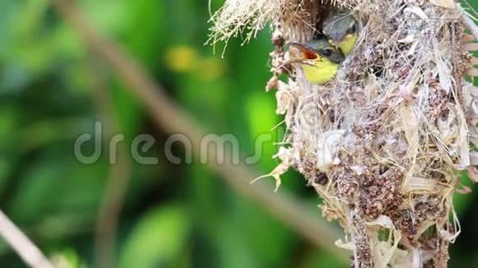 靠近橄榄背太阳鸟家族；鸟窝中的小鸟挂在树枝上等待妈妈的食物。 常见的鸟类视频