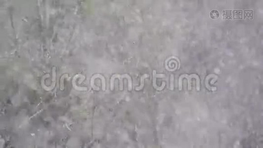 降雪在树背景上视频