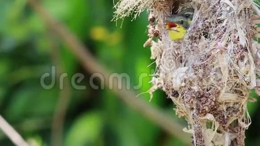靠近橄榄背太阳鸟家族；鸟窝中的小鸟挂在树枝上等待妈妈的食物。 常见的鸟类视频