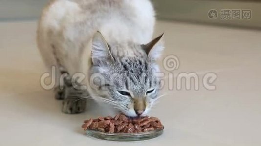 猫吃肉罐头。视频