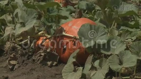 南瓜生长在有机蔬菜园里视频