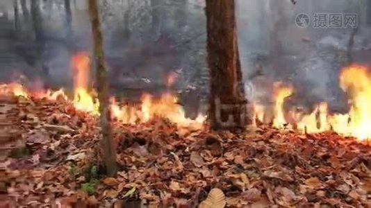 泰国山区野火（潘射）视频