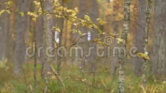 落叶在森林中缓慢移动视频