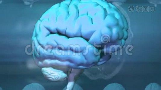 脑部人体医学解剖视频