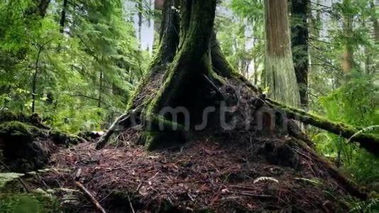 森林中的树根视频